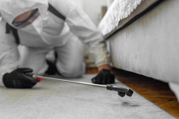 Professional Bed Bug Control technician working in Wolfe City, TX